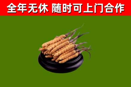 武穴市烟酒回收冬虫夏草.jpg